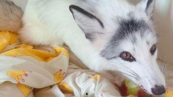 娱乐吃瓜丫狐狸,揭秘网红丫狐狸的幕后故事