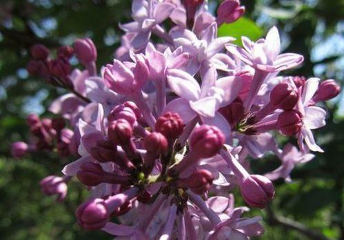 丁香资料,探寻植物界的瑰宝与药用价值